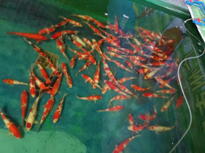 銀龍魚互相打架怎么辦(兩只銀龍魚打架怎么辦)