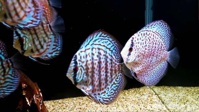 印尼小紅龍魚最佳飼養環境：印尼小紅龍魚的飼養方法
