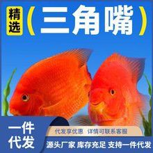 紅眼招財魚的市場價格是多少？，2025年8月紅眼招財魚市場價格因規格差異而有所不同