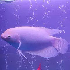 紅眼招財魚的市場價格是多少？，2025年8月紅眼招財魚市場價格因規格差異而有所不同