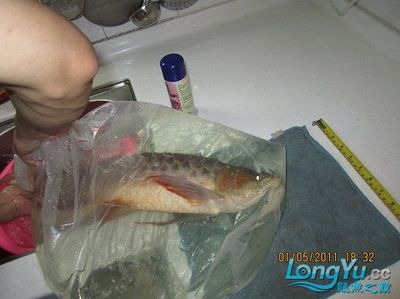 銀龍魚交流群(金龍魚交流微信群)