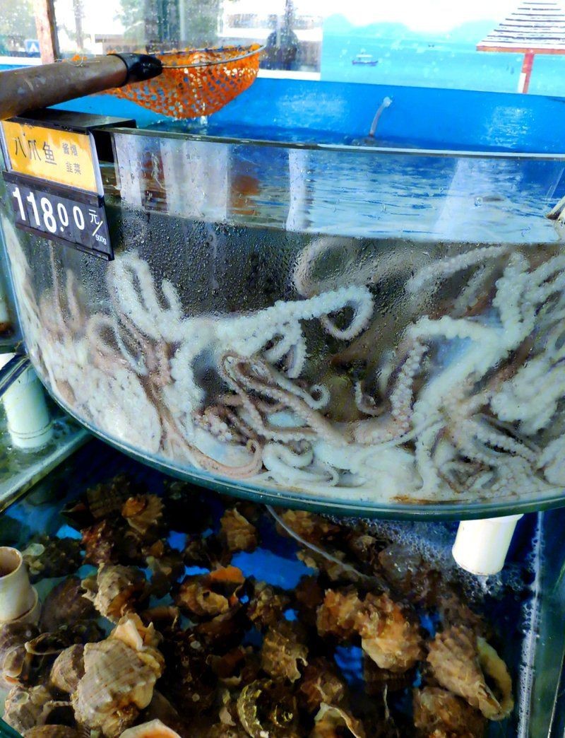 秦皇島魚缸店，秦皇島魚缸店推薦