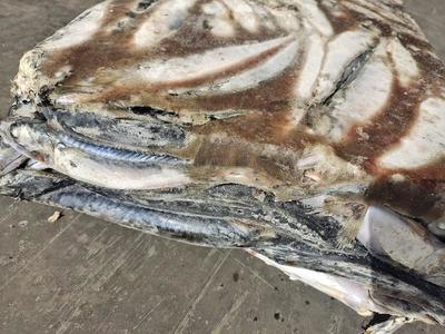 金龍魚停電能堅持多久？停電期間如何應(yīng)對？