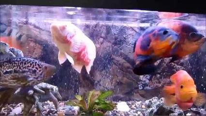 紅龍魚多大可以用黃燈養（金龍魚用黃燈可以嗎）