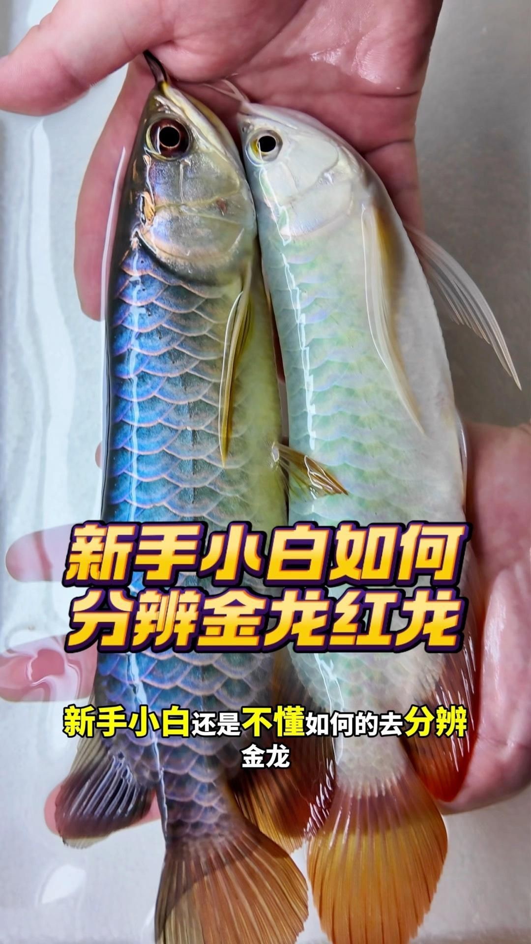 如何區分不同品種的龍魚？，《如何區分不同品種的龍魚》龍魚品種分類及分布地廣州勝哥