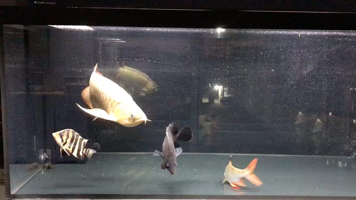 龍魚 剛換了缸給龍魚住別墅?? 龍魚論壇 剛換了缸給龍魚住別墅?? 剛換了缸給龍魚住別墅?? 龍魚論壇