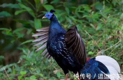 豬鼻龜是兩棲動(dòng)物嗎為什么不能養(yǎng)呢(豬鼻龜是兩棲動(dòng)物嗎為什么不能養(yǎng)呢)