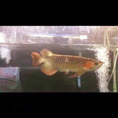孟吉爾紅龍魚萬吉分幾個等級?:孟吉爾紅龍魚萬吉的等級劃分 紅龍魚百科 第2張 孟吉爾紅龍魚萬吉分幾個等級?:孟吉爾紅龍魚萬吉的等級劃分 孟吉爾紅龍魚萬吉分幾個等級?:孟吉爾紅龍魚萬吉的等級劃分 紅龍魚百科 第2張