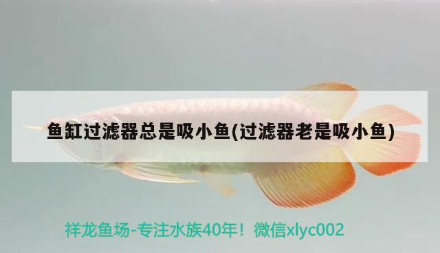魚缸過濾器總是吸小魚(過濾器老是吸小魚)