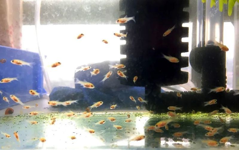 玫瑰鯽混養最佳搭配是什么，玫瑰鯽入缸手冊:那么多觀賞魚里，偏偏喜歡你