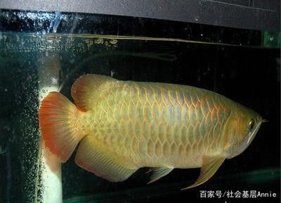 龍魚都有哪些顏色的魚