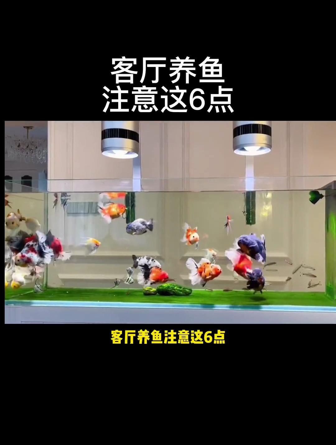 客廳最忌三種魚，《客廳最忌三種魚》在家居布置中