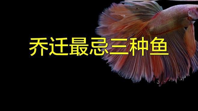 客廳最忌三種魚，《客廳最忌三種魚》在家居布置中