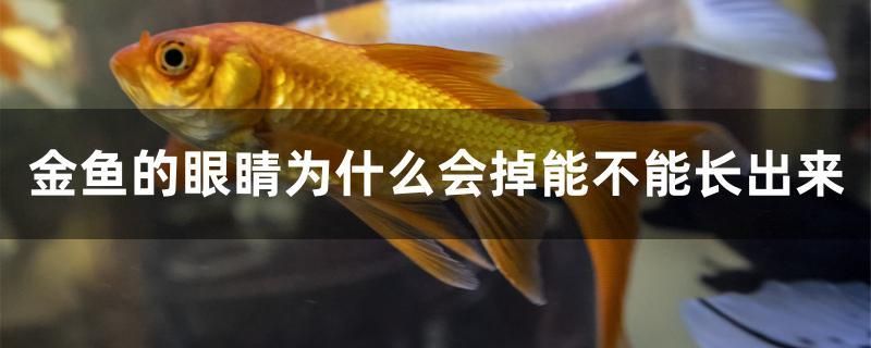 金魚的眼睛為什么會掉能不能長出來