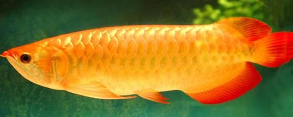 紅龍魚和金龍魚哪個(gè)好看：紅龍魚與金龍魚價(jià)格對(duì)比，新手養(yǎng)嗎
