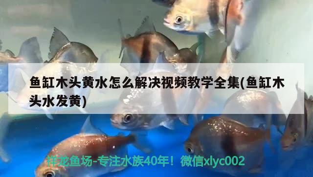 魚缸木頭黃水怎么解決視頻教學(xué)全集(魚缸木頭水發(fā)黃)