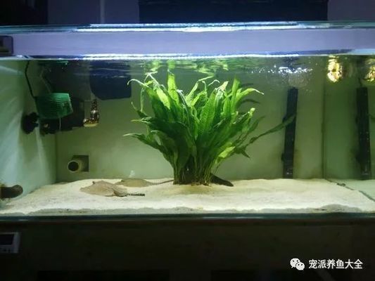 黑金魟魚的日常飲食結構，黑金魟魚的日常飲食