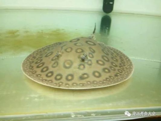 黑金魟魚的日常飲食結構，黑金魟魚的日常飲食