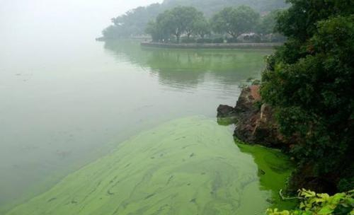 魚缸菌膜多久消失(魚缸里長菌膜怎么回事) 虎魚百科 第2張 魚缸菌膜多久消失(魚缸里長菌膜怎么回事) 魚缸菌膜多久消失(魚缸里長菌膜怎么回事) 虎魚百科 第2張