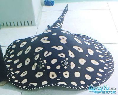 觀賞魚金龍魚價格多少錢