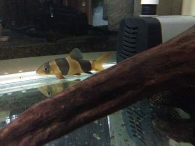 魚缸水變綠了怎么處理干凈(魚缸水變綠的解決辦法)