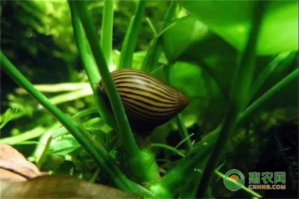 紅龍魚怎樣分辨公母圖解：紅龍魚公母分辨方法 紅龍魚怎樣分辨公母圖解：紅龍魚公母分辨方法 紅龍魚百科 第2張