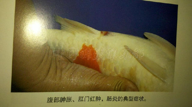 森森過濾桶怎么拆：拆卸森森過濾桶的過程可能會因為型號不同而有所差異