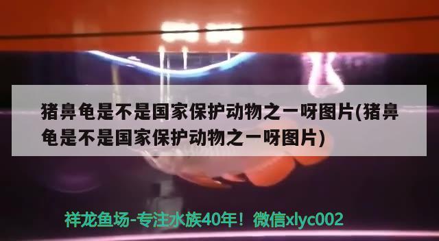 豬鼻龜是不是國家保護動物之一呀圖片(豬鼻龜是不是國家保護動物之一呀圖片)