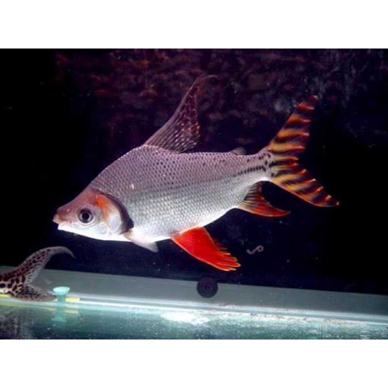 成品底濾魚缸什么牌子好：成品底濾魚缸品牌推薦 成品底濾魚缸什么牌子好：成品底濾魚缸品牌推薦 魚缸百科 第1張