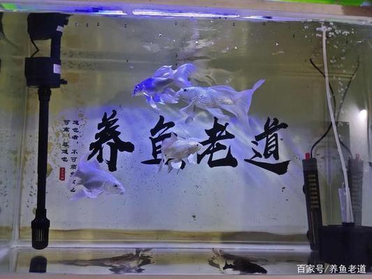 底濾魚缸漂浮物過濾不出去了（水中漂浮物多的原因）