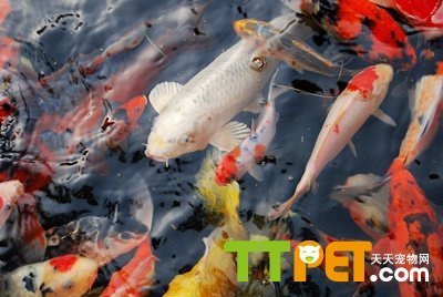 銀龍和金龍魚哪個好養些(金龍,紅龍和銀龍魚到底好不好混養)