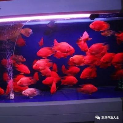 魚缸養蝦虎魚喂什么(蝦虎魚放魚缸會吃小魚嗎) 魚缸養蝦虎魚喂什么(蝦虎魚放魚缸會吃小魚嗎) 虎魚百科 第2張