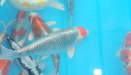 地虎魚喂龍魚(地虎魚喂龍魚可以嗎) 地虎魚喂龍魚(地虎魚喂龍魚可以嗎) 虎魚百科 第1張