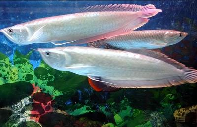 大魚缸如何清洗濾芯視頻：大魚缸濾芯怎么清洗？ 大魚缸如何清洗濾芯視頻：大魚缸濾芯怎么清洗？ 魚缸百科 第1張