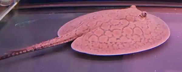 紅龍魚鱗片充血：紅龍魚鱗片充血可能由多種因素引起紅龍魚鱗片充血的原因及其處理方法