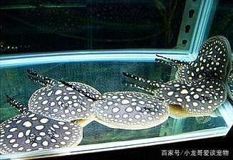 豬鼻龜最大多大能繁殖后代(家養豬鼻龜能長多大)