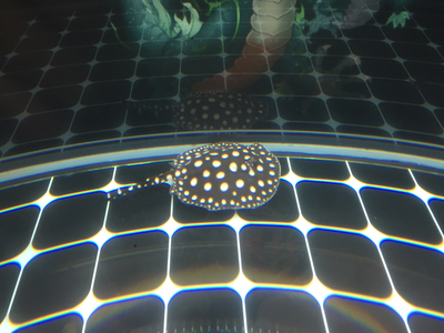 銀龍魚用什么顏色的背景帖紙畫(養龍魚貼什么顏色的背景) 銀龍魚百科 第1張 銀龍魚用什么顏色的背景帖紙畫(養龍魚貼什么顏色的背景) 銀龍魚用什么顏色的背景帖紙畫(養龍魚貼什么顏色的背景) 銀龍魚百科 第1張