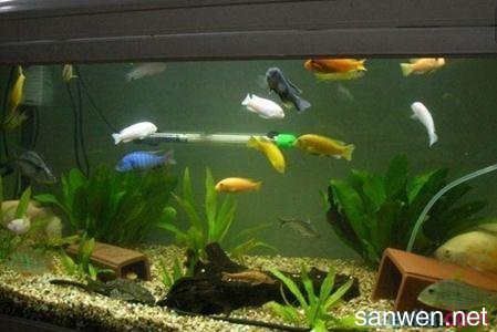 銀龍魚尾巴彎曲是什么原因(銀龍魚尾巴翹起來是什么癥狀) 銀龍魚尾巴彎曲是什么原因(銀龍魚尾巴翹起來是什么癥狀) 銀龍魚百科 第1張