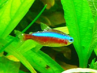 銀龍魚尾巴彎曲是什么原因(銀龍魚尾巴翹起來是什么癥狀) 銀龍魚尾巴彎曲是什么原因(銀龍魚尾巴翹起來是什么癥狀) 銀龍魚百科 第2張