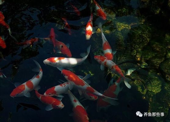 如何預(yù)防黑金魟魚常見疾病，如何預(yù)防黑金魟魚疾病早期信號(hào)識(shí)別黑金魟魚疾病早期信號(hào) 如何預(yù)防黑金魟魚常見疾病，如何預(yù)防黑金魟魚疾病早期信號(hào)識(shí)別黑金魟魚疾病早期信號(hào) 魟魚百科 第2張