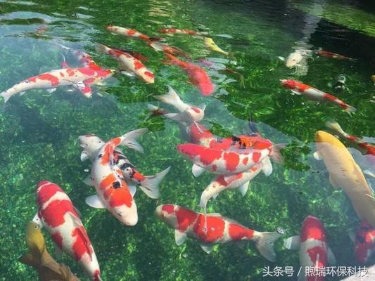 雷龍魚可以和虎魚混養嗎(雷龍魚可以和虎魚混養嗎)