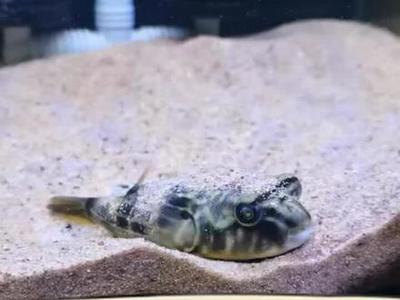 金龍魚能吃小蝌蚪嗎