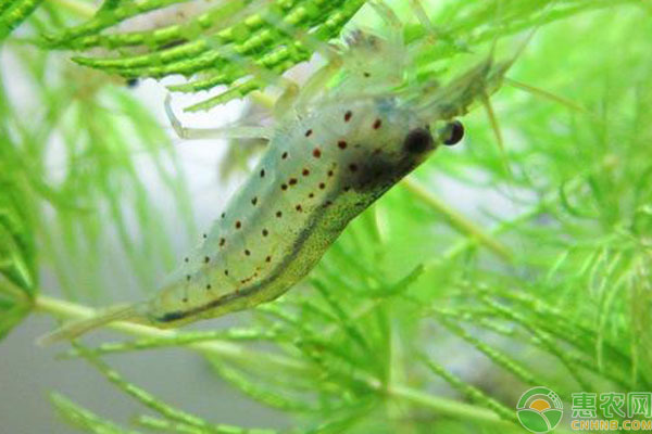 玻璃魚缸角破了怎么辦妙招：玻璃魚缸角破了怎么辦