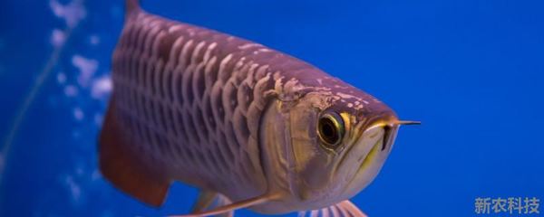 紅龍魚哪個品種好 龍魚百科 第1張 紅龍魚哪個品種好 紅龍魚哪個品種好 龍魚百科 第1張