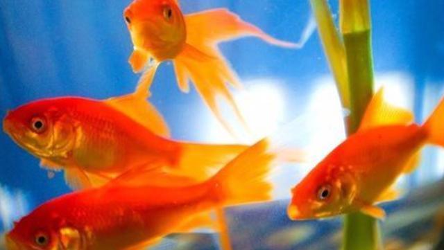 紅龍魚哪個品種好 龍魚百科 第2張 紅龍魚哪個品種好 紅龍魚哪個品種好 龍魚百科 第2張