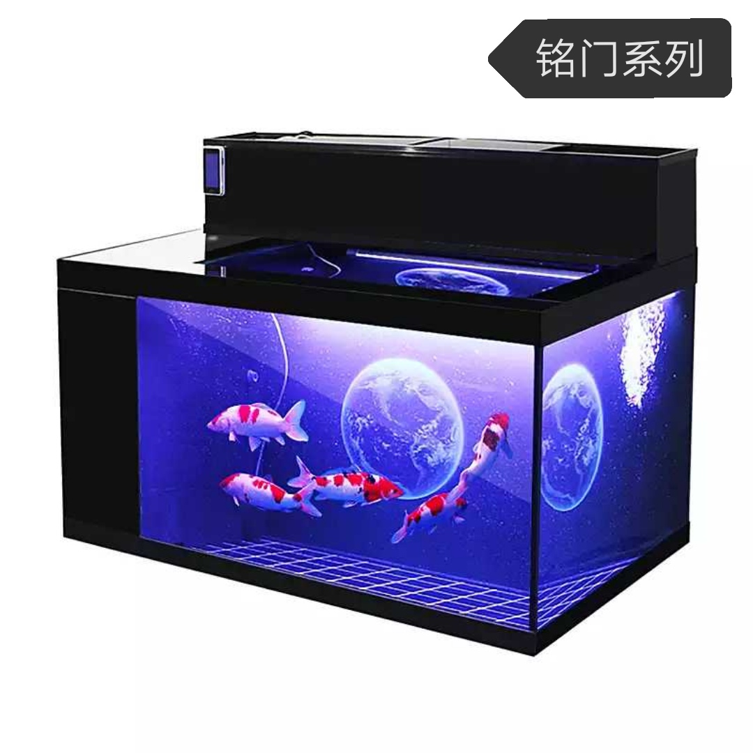 虎魚和龍魚哪個容易跳缸(虎魚喜歡跳缸嗎)