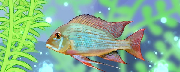 紅龍魚鱗片有黑斑：紅龍魚鱗片出現黑斑可能是由多種原因引起的
