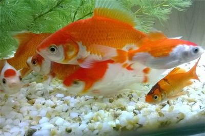 側過濾魚缸原理：側過濾魚缸原理詳解