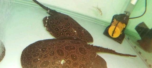 龍魚不吃小魚苗怎么辦呀 龍魚不吃小魚苗怎么辦呀 龍魚百科 第1張