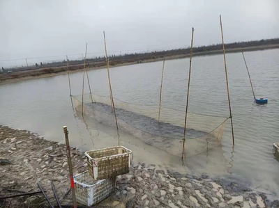 帶底砂的魚缸怎么清理糞便：清理帶底砂的魚缸糞便是養魚過程中的一項重要工作